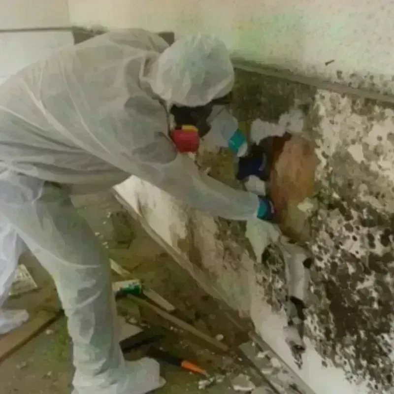 Mold Remediation and Removal in Monroeville, PA